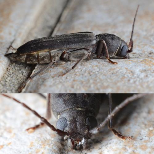 Arhopalus ferus